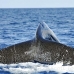 whale_humpback_h_00284_dom2327.jpg